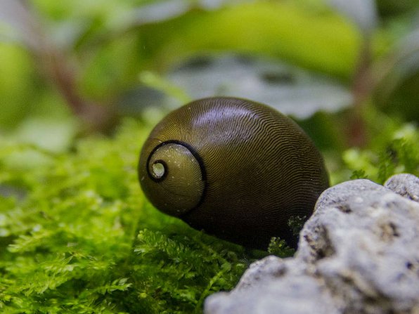 1523380983_olive-nerite-snail